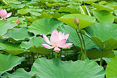 《VR战士5 R.E.V.O.》B内测9月11日开启 对应跨平台游戏